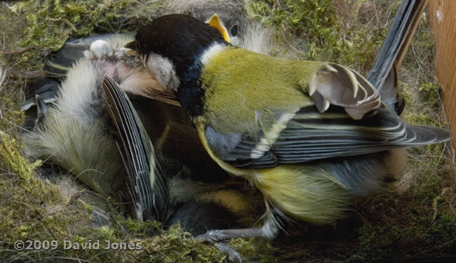 Great Tit adult awaits a feacal sac