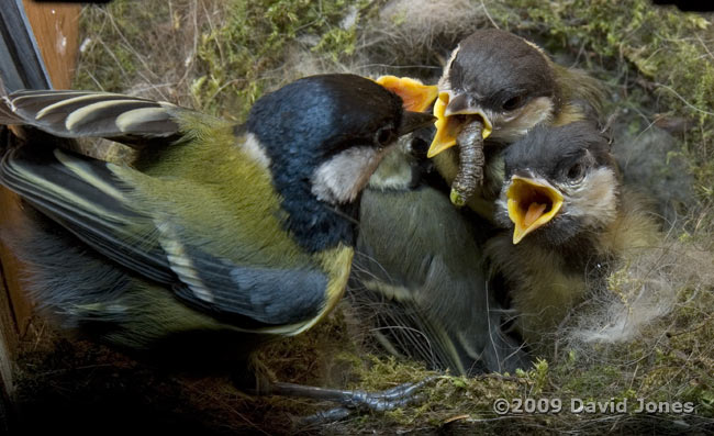 Great Tit adult delivers a dark coloured caterpillar