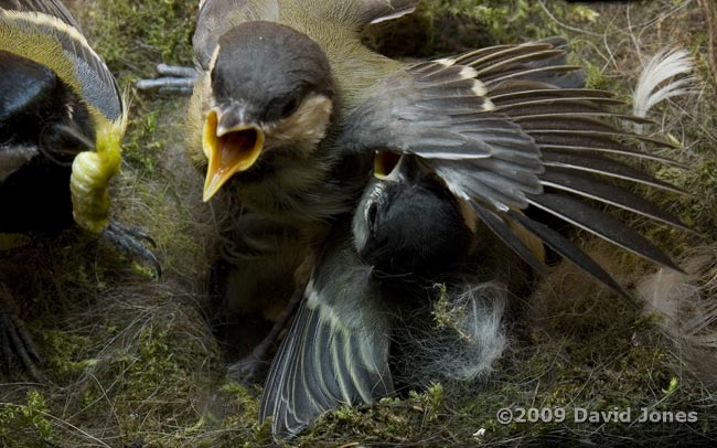 Great Tit adult delivers a green caterpillar - 1