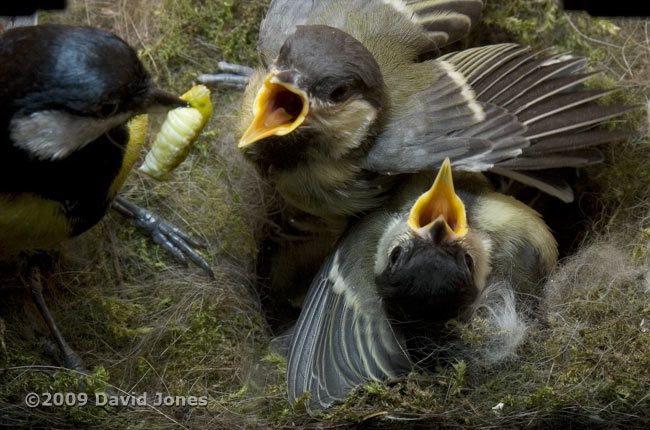 Great Tit adult delivers a green caterpillar - 2
