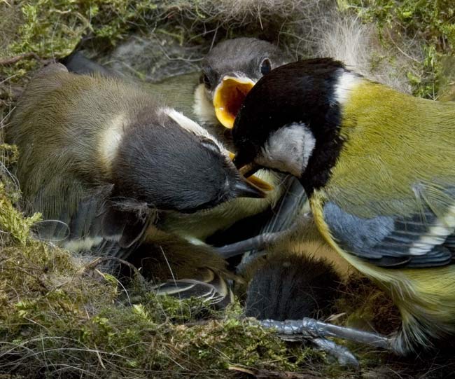Great Tit adult avoids a chick's pointed beak as it feeds it