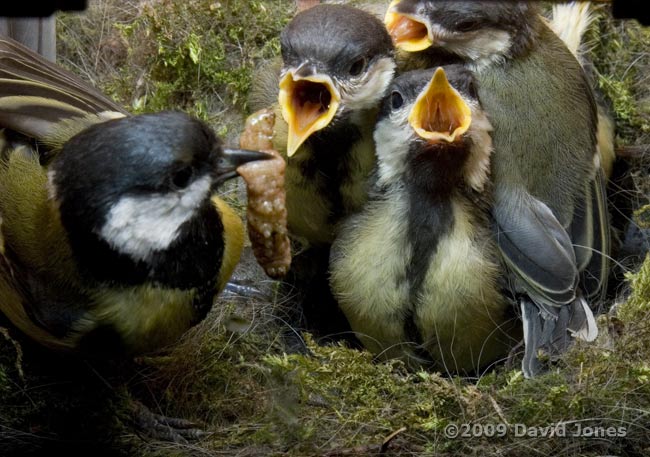 Great Tit adult delivers a large caterpillar - 1