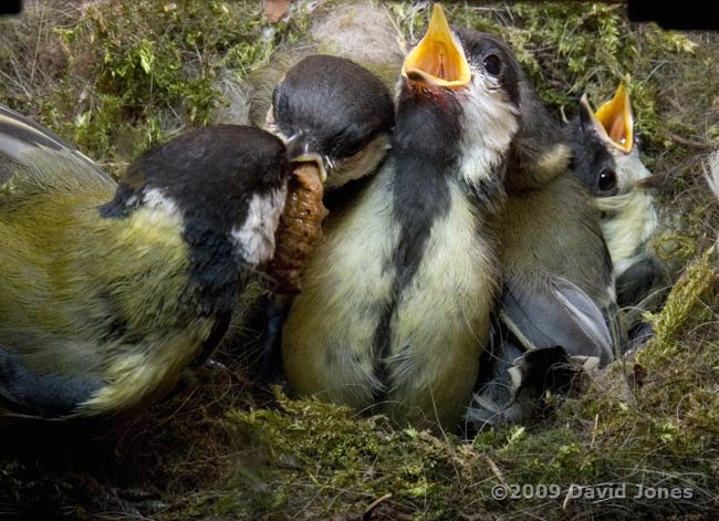 Great Tit adult delivers a large caterpillar - 2