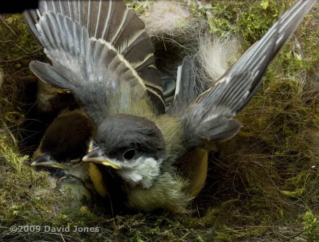 Great Tit chick tests its wings - 2