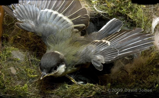 Great Tit chick tests its wings - 1