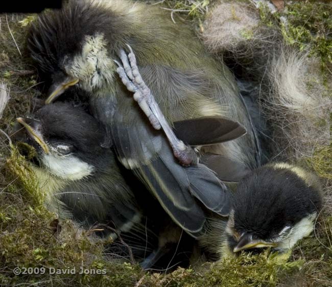 Great Tit chick uses its foot to deal with an itch