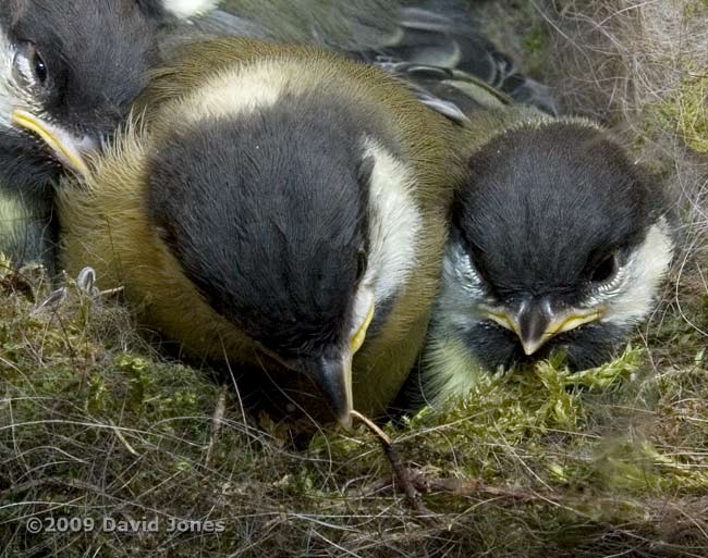 Great Tit practices pecking