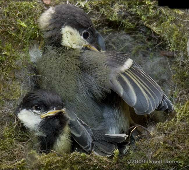 Great Tit chick preens
