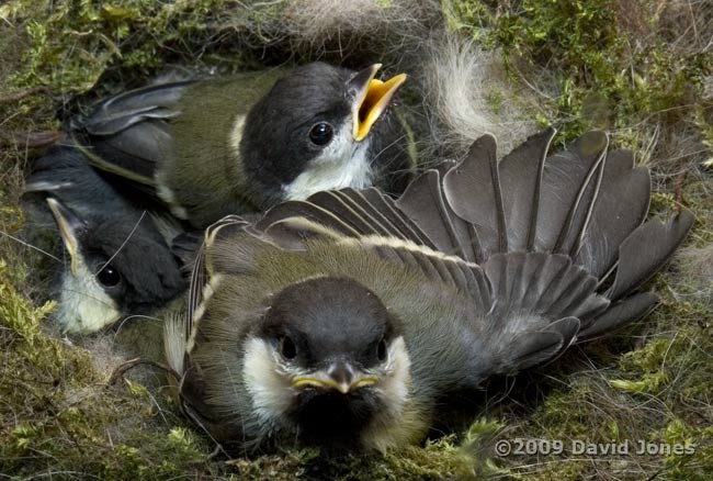 Great Tit chick stretches a wing