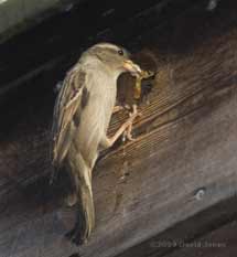 House Sparrow female removes faecal sac from nest box