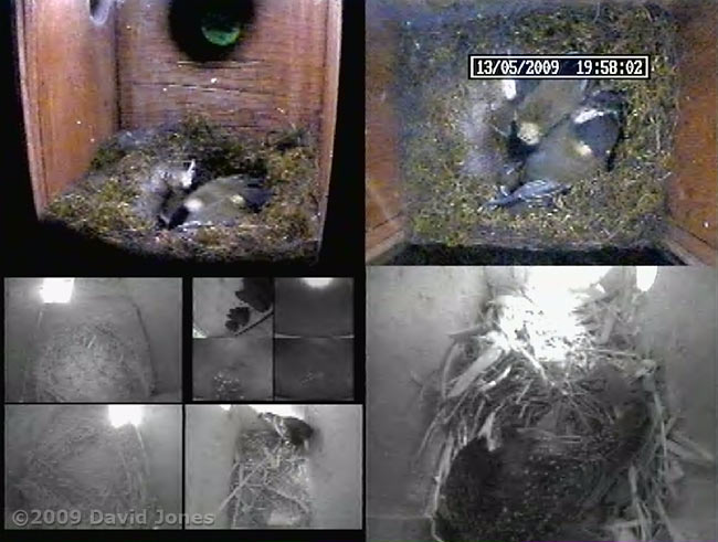 cctv image showing a Starling visiting box L this evening