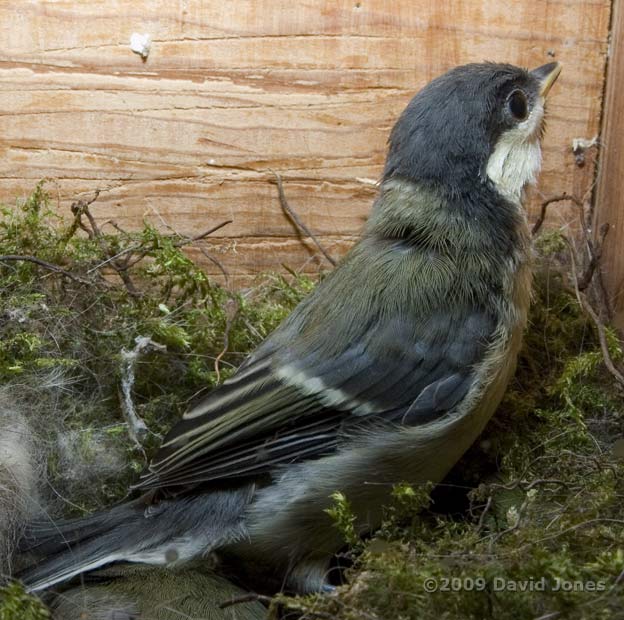 A Great Tit chick this afternoon