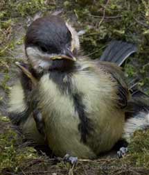 Great Tit chick showing breast plumage