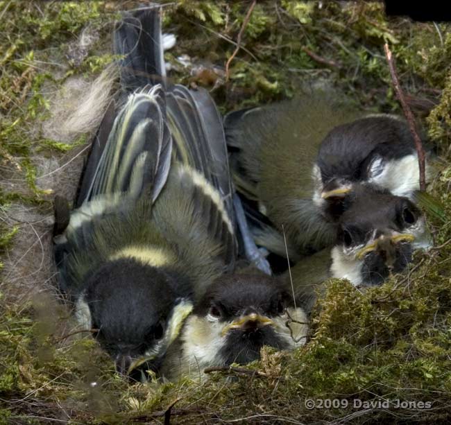 The four Great Tit chicks this afternoon