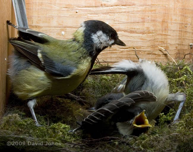 A Great Tit chick's acrobatics before producing a faecal sac