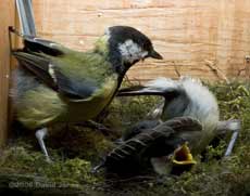 A Great Tit chick's acrobatics before producing a faecal sac