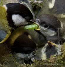 Great Tit parents deliver green caterpillars