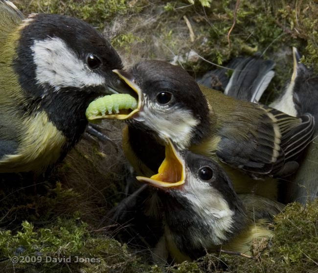 Great Tit parents deliver green caterpillars - 2
