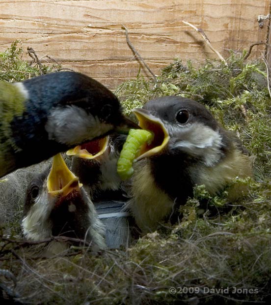 Great Tit parents deliver green caterpillars - 3