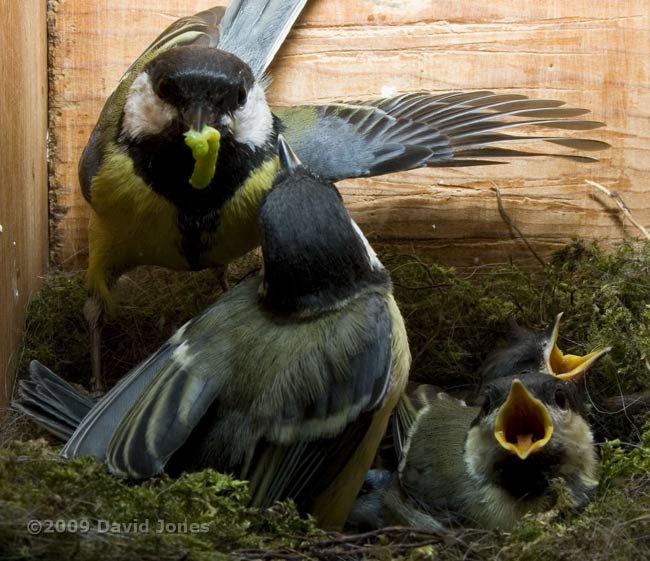 Great Tit female delivers a green caterpillar