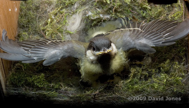 Great Tit chick - high speed wing flapping - 2