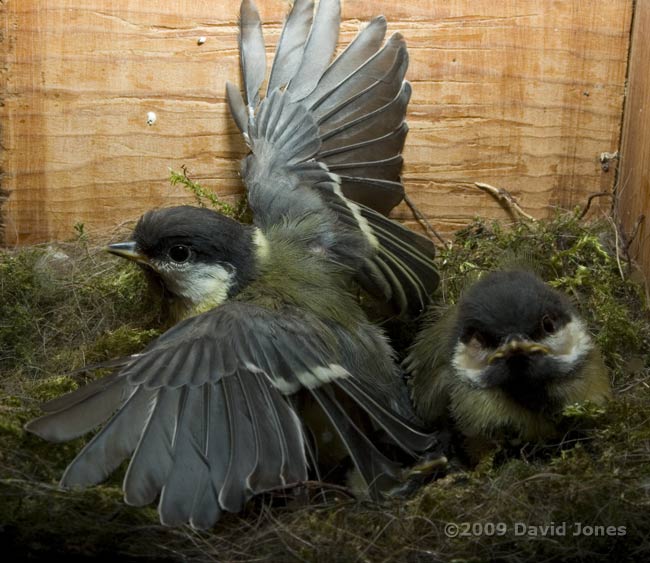 Great Tit chick - high speed wing flapping - 1