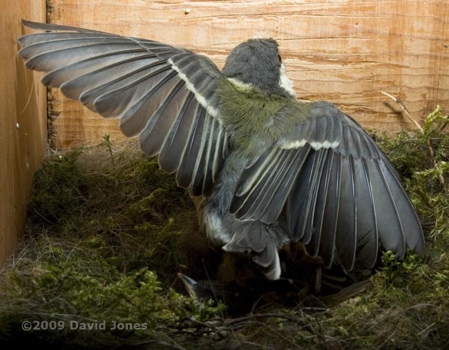 Great Tit chick - a first (near) flight test