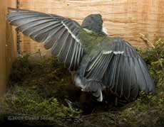 Great Tit chick - a first (near) flight test
