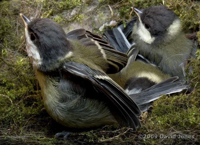 Great Tit chick - wing stretching (both wings)