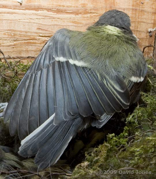 Great Tit chick - wing stretching