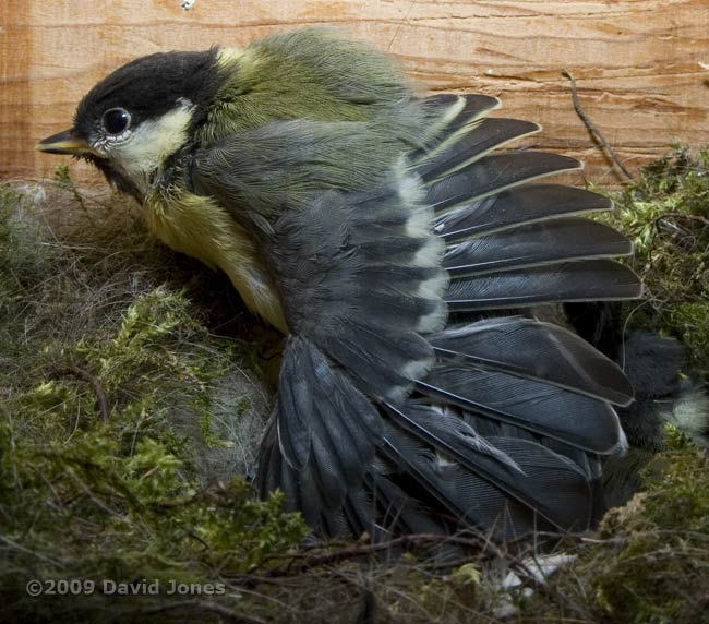Great Tit chick - wing stretching