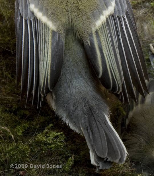 Great Tit chick - view of back and tail