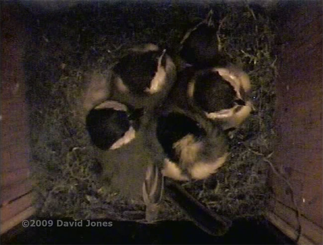 Great Tit female with her chicks tonight