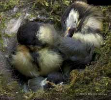 Great Tit chicks preening this afternoon