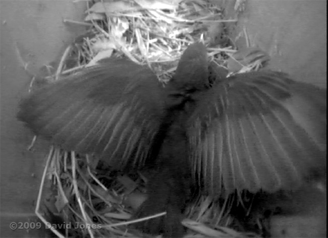 The Starling chick flaps its wings