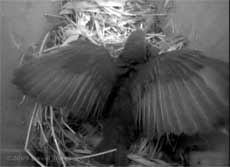 The Starling chick flaps its wings