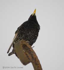 The Starling female this evening