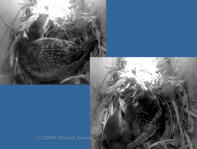 Starling female sits on chick and then egg this afternoon