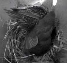 The Starling chick stretches a wing at dawn