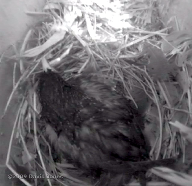 A wet Starling female sits on her chick this morning