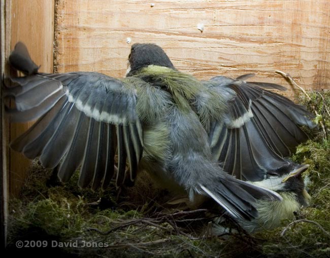 A Great Tit chick flaps its wings - 1