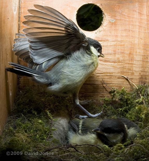 A Great Tit chick flaps its wings - 3