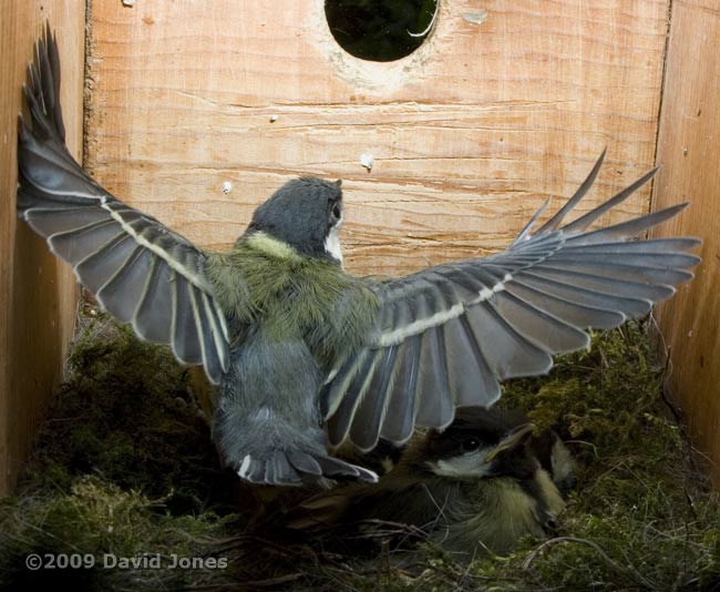 A Great Tit chick flaps its wings - 2