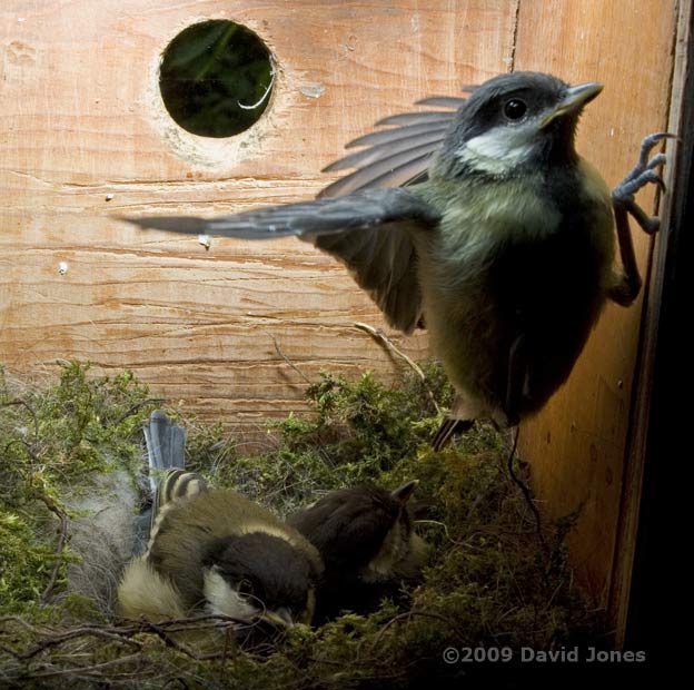 A Great Tit chick flies!