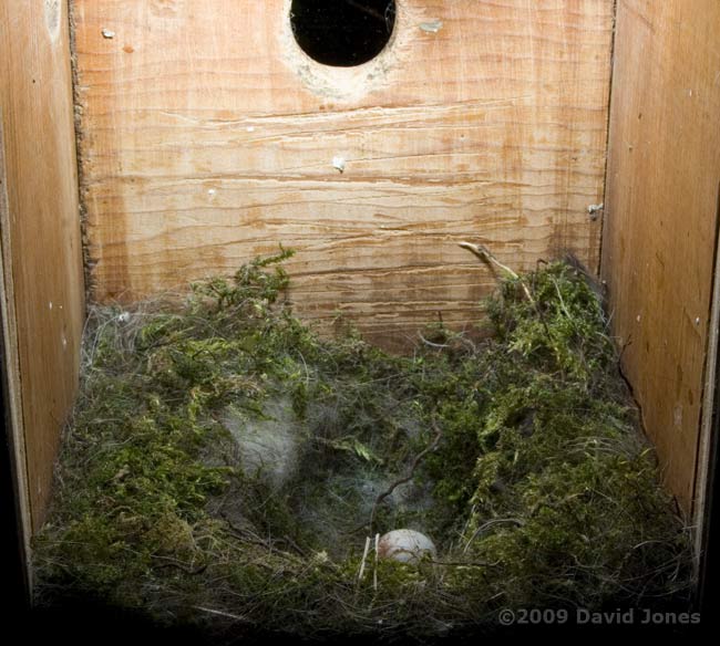 Great Tit chicks have fledged - just one failed egg left