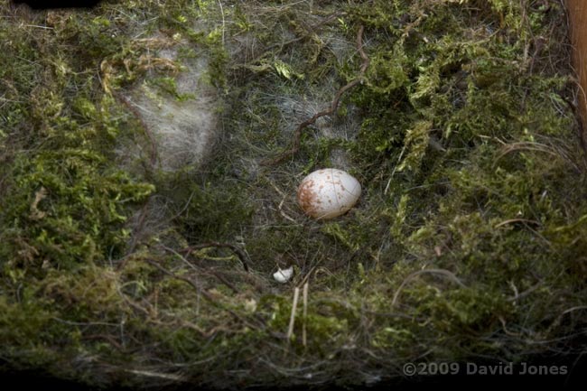 Great Tit chicks have fledged - looking down onto one failed egg