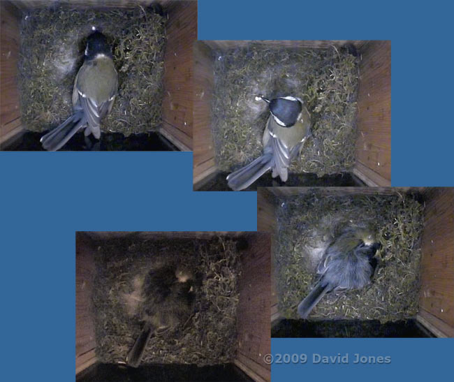 Female Great Tit roosts tonight