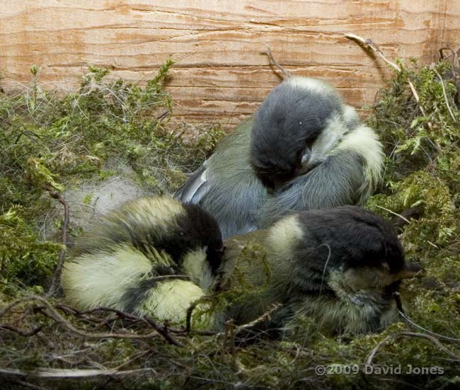 Great Tit chicks rsest in the middle of the day