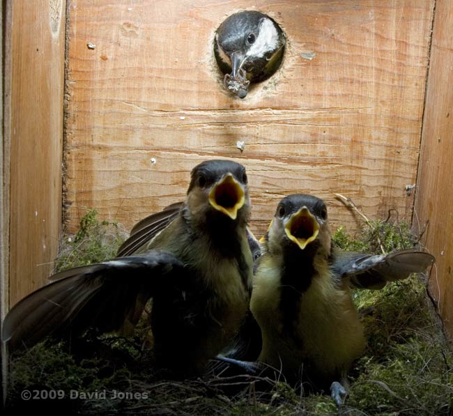 A spider is brought into the Great Tit box
