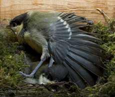 A Great Tit chick stretches its wings